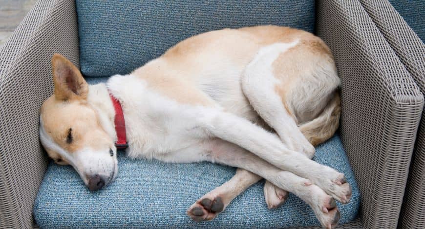 Las posturas de perros al dormir más comunes y qué significan